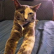 Harvey Dent is registered to the contest to win money with this photo: animal, blue_bedspread, bookshelf, cat, chair, close_up, cozy, domestic_animal, ears, feline, fur, home, indoor, looking_at_camera, pet, portrait, relaxed, stretching, texture, whiskers