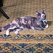 Harvey Dent joined the competition — help win amazing prizes! cat, calico, indoor, carpet, pattern, feline, pet, animal, relaxed, laying, green_eyes, fur, home, domestic, cute, looking, floor, resting, whiskers, ears