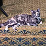 cat, calico, indoor, carpet, pattern, feline, pet, animal, relaxed, laying, green_eyes, fur, home, domestic, cute, looking, floor, resting, whiskers, ears
