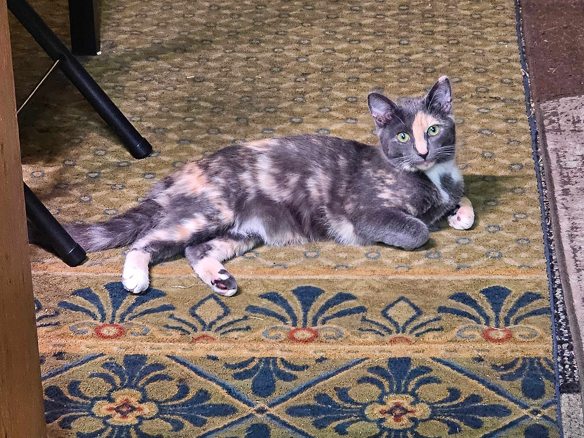 Harvey Dent joined the competition — help win amazing prizes! cat, calico, indoor, carpet, pattern, feline, pet, animal, relaxed, laying, green_eyes, fur, home, domestic, cute, looking, floor, resting, whiskers, ears