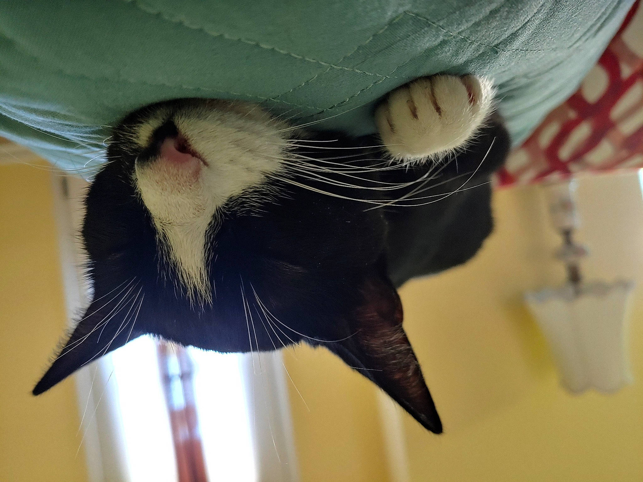 Freya joined the competition — help win amazing prizes! carnivore, cat, claw, comfort, domestic_short_haired_cat, eye, feather, felidae, fin, fish, foot, fur, organism, pet_supply, small_to_medium_sized_cats, snout, tail, whiskers, wildlife, wing