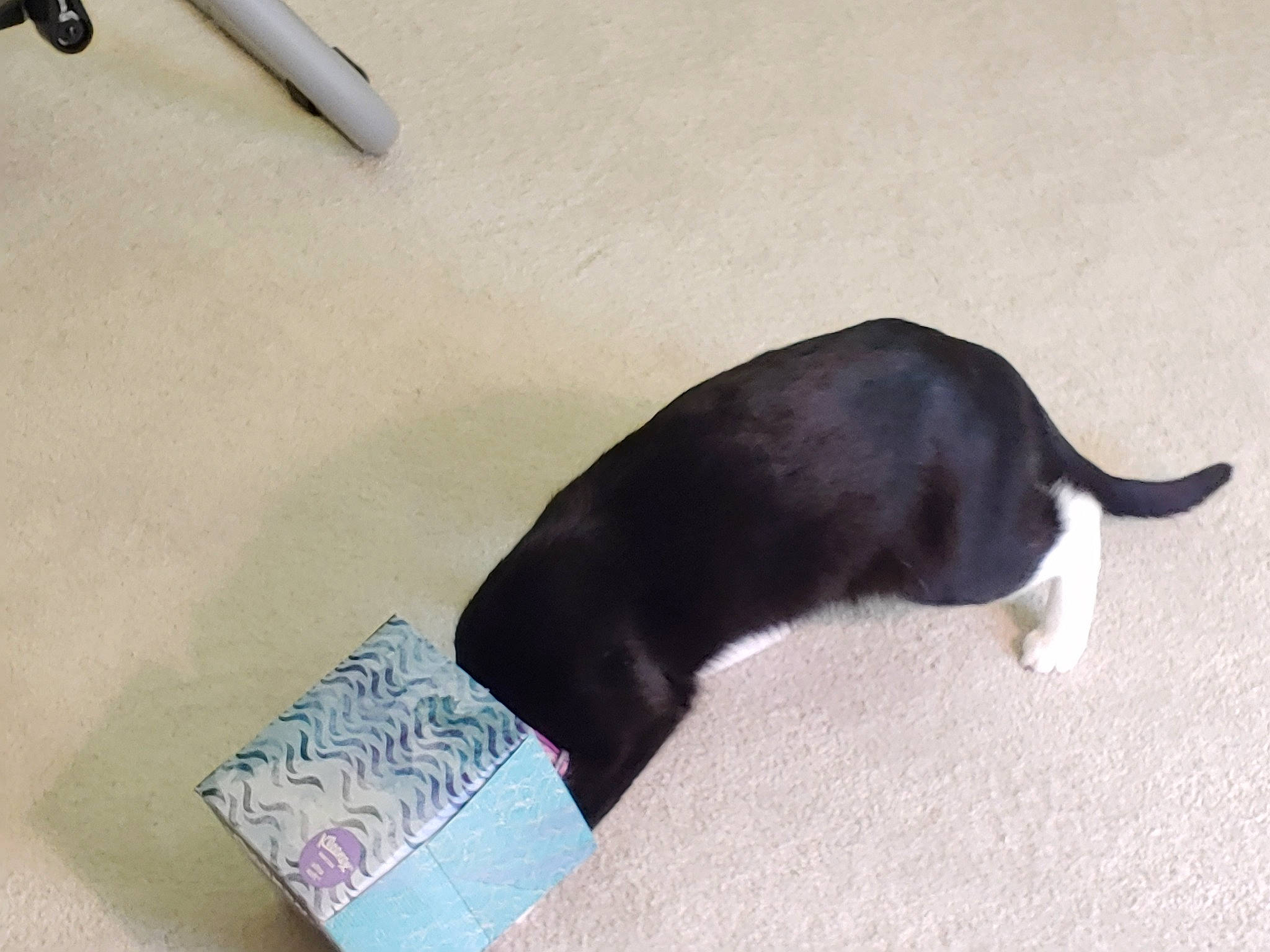 Freya is registered to the contest to win money with this photo: carnivore, cat, felidae, floor, flooring, fur, paper, paper_product, paw, rug, shadow, small_to_medium_sized_cats, stationery, tail, terrestrial_animal