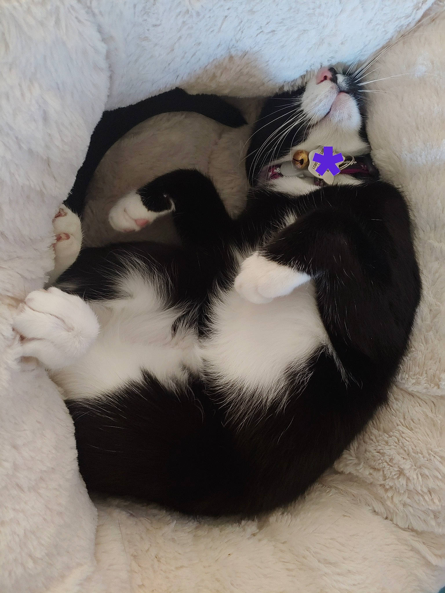 Freya is registered to the contest to win money with this photo: carnivore, cat, cat_bed, cat_supply, comfort, domestic_short_haired_cat, felidae, fur, nap, paw, pet_supply, sleep, small_to_medium_sized_cats, tail, terrestrial_animal, vertebrate, whiskers