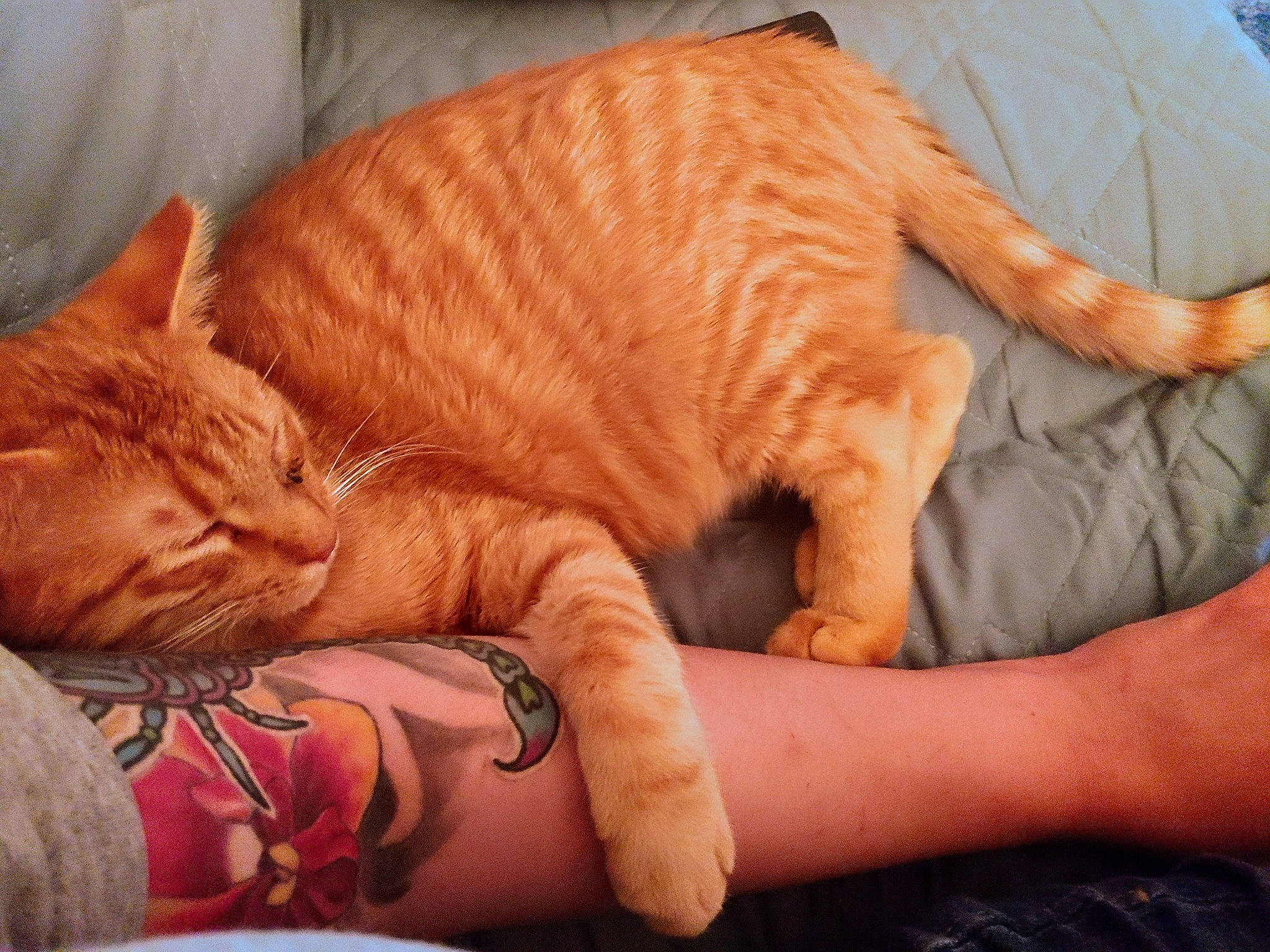 Ryker joined the competition — help win amazing prizes! carnivore, cat, comfort, elbow, fawn, felidae, fur, gesture, human_leg, lap, nail, paw, small_to_medium_sized_cats, snout, tail, vertebrate, whiskers, wood, wrinkle, wrist