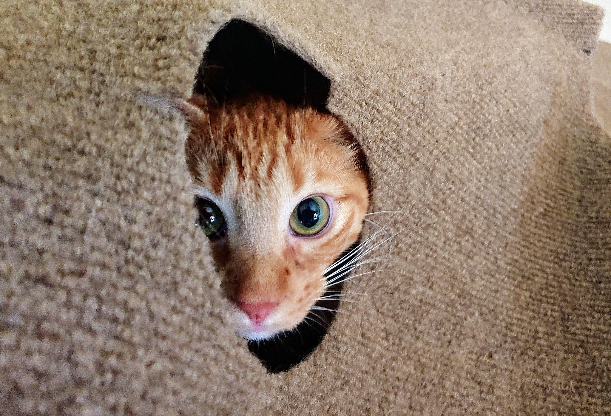 Ryker is registered to the contest to win money with this photo: beige, brown, carnivore, cat, close_up, domestic_short_haired_cat, fawn, felidae, fur, iris, kitten, knitting, skin, small_to_medium_sized_cats, snout, tabby_cat, terrestrial_animal, textile, whiskers, woven_fabric