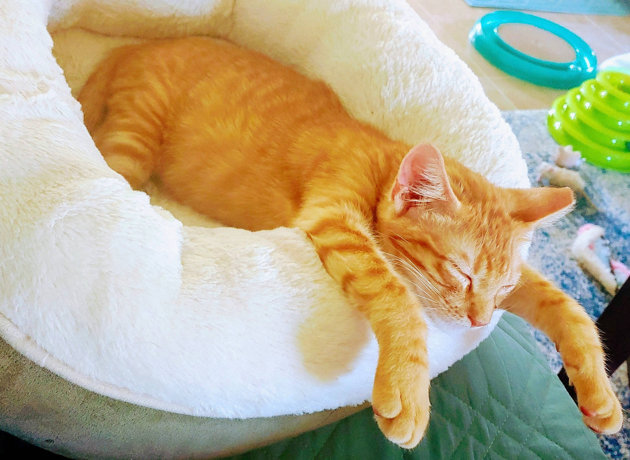 Ryker joined the competition — help win amazing prizes! carnivore, cat, cat_supply, claw, comfort, domestic_short_haired_cat, fawn, felidae, fur, linens, nap, paw, pet_supply, serveware, sleep, small_to_medium_sized_cats, snout, tableware, tail, whiskers