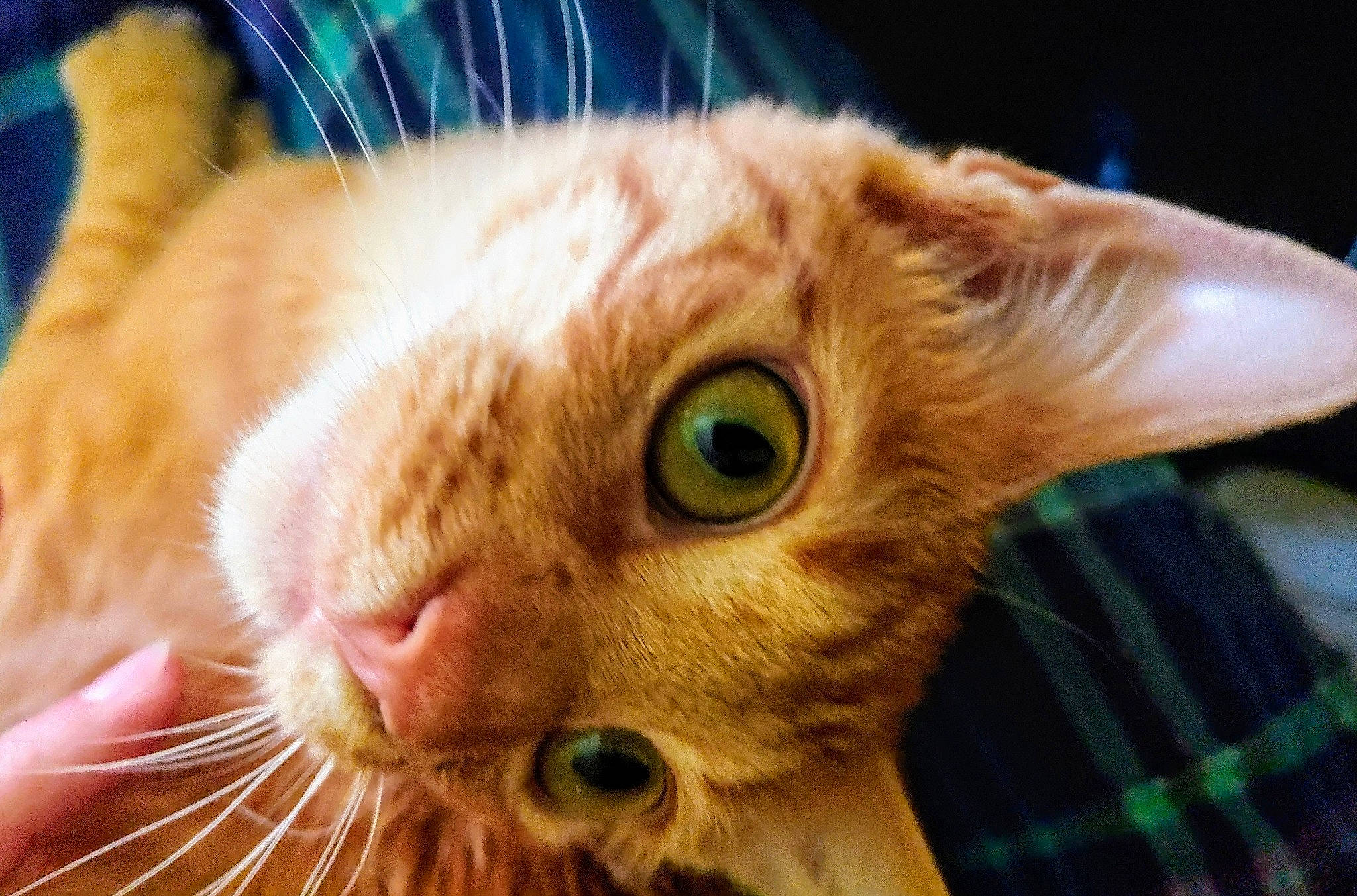 Ryker is registered to the contest to win money with this photo: carnivore, cat, claw, close_up, domestic_short_haired_cat, ear, eye, fawn, felidae, fur, hair, head, iris, plant, small_to_medium_sized_cats, snout, tartan, tree, whiskers, wildlife