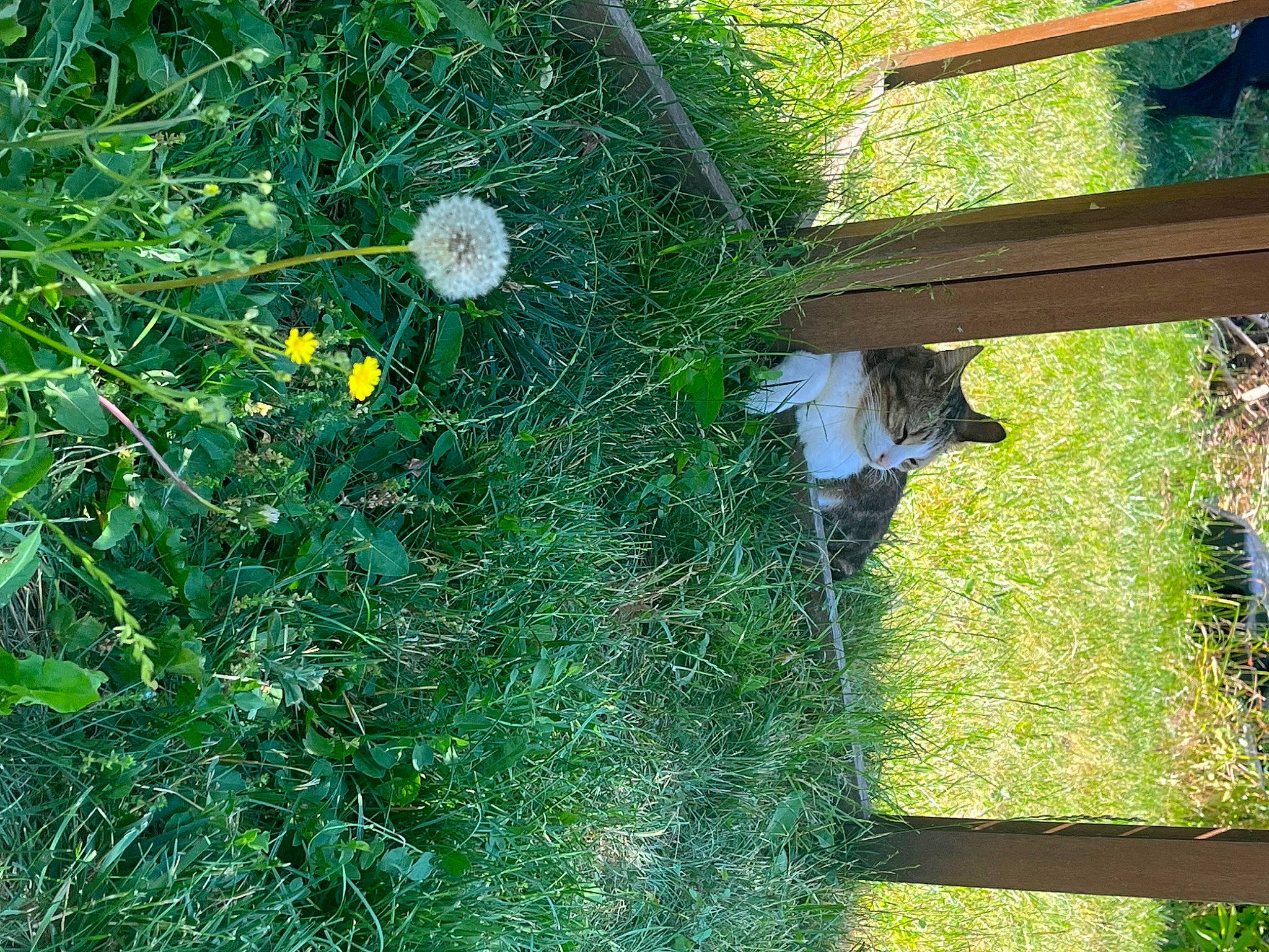 Giroud participe au concours pour gagner de l'argent avec cette photo : annual_plant, biome, botany, carnivore, cat, flower, flowering_plant, garden, grass, grass_family, green, groundcover, herb, landscape, leaf, plant, shrub, sunlight, tree, vegetation