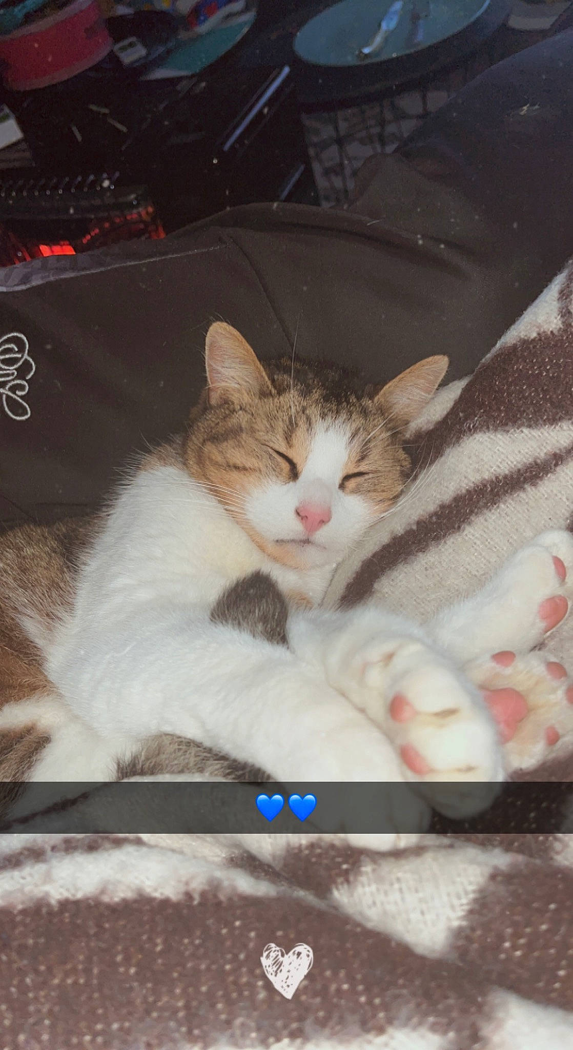 Giroud a rejoint le concours — aidez-le/la à gagner de superbes lots ! art, box, carnivore, cat, cat_supply, claw, comfort, domestic_short_haired_cat, felidae, fur, gesture, linens, paw, photo_caption, small_to_medium_sized_cats, snout, tail, whiskers