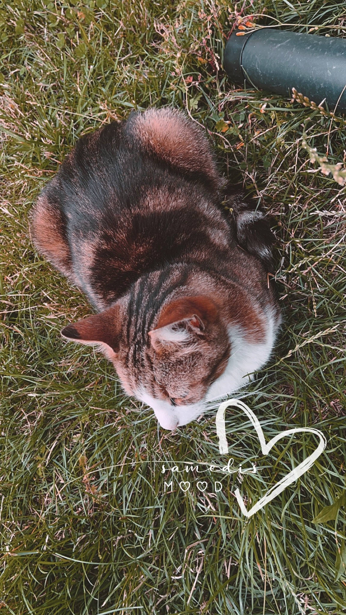 Giroud a rejoint le concours — aidez-le/la à gagner de superbes lots ! carnivore, cat, dog_breed, domestic_short_haired_cat, fawn, felidae, fur, grass, grass_family, groundcover, liver, plant, small_to_medium_sized_cats, snout, soil, tail, terrestrial_animal, twig, whiskers, wildlife