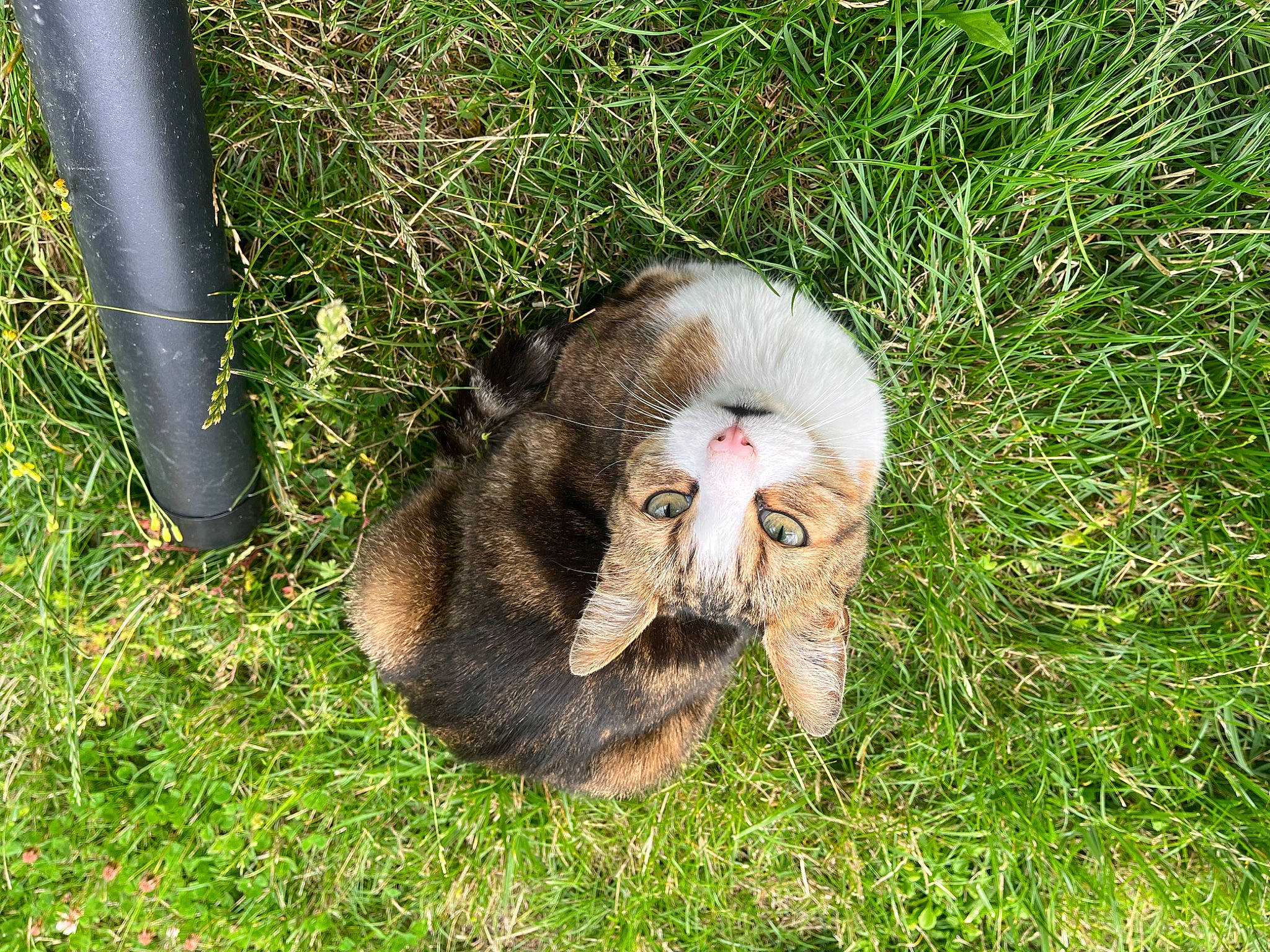 Giroud a rejoint le concours — aidez-le/la à gagner de superbes lots ! companion_dog, dog_breed, event, fawn, felidae, fur, grass, groundcover, herb, paw, plant, rabbit, small_to_medium_sized_cats, snout, soil, sporting_group, tail, terrestrial_animal, whiskers, wildlife