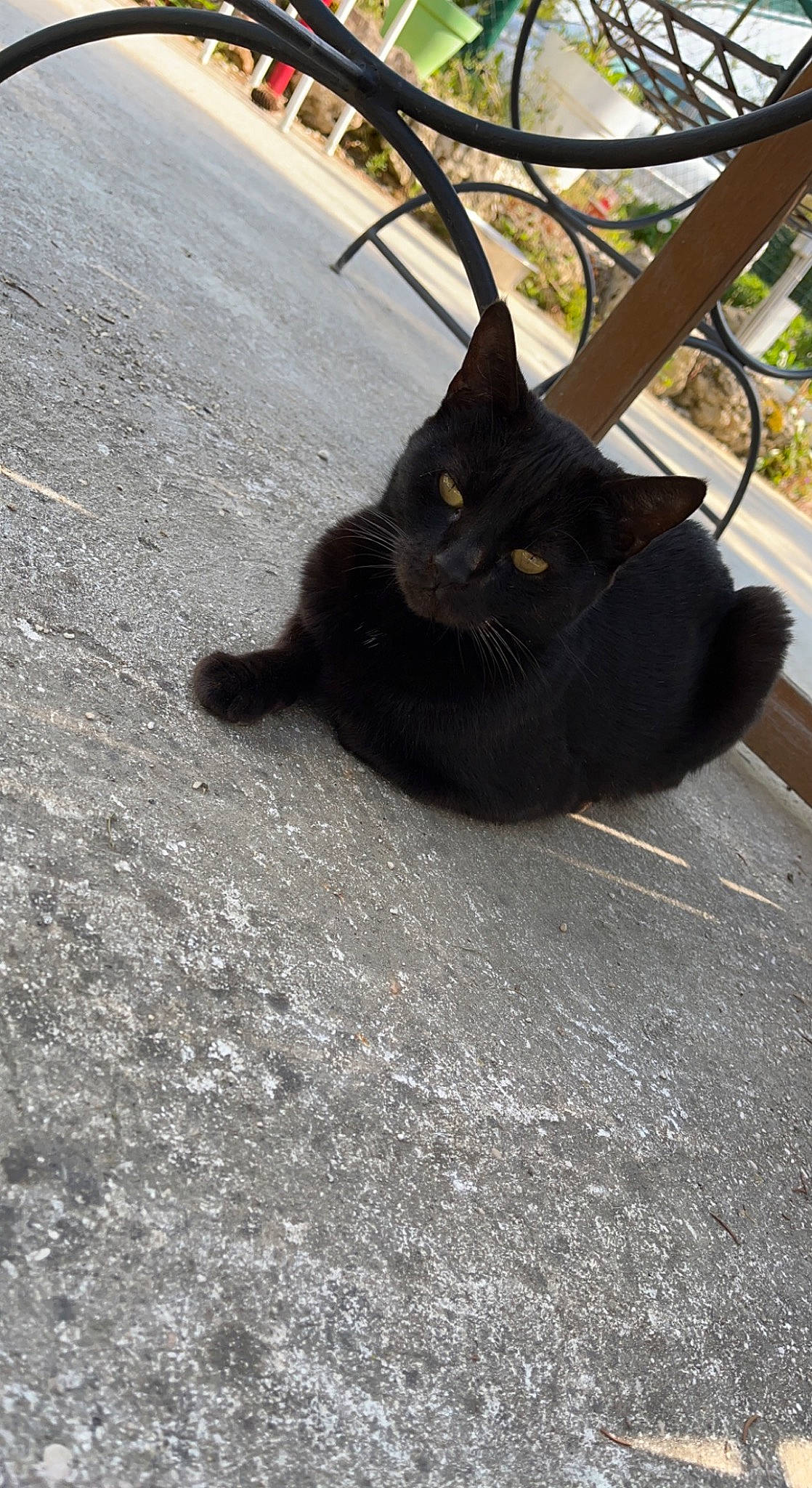 Princesse participe au concours pour gagner de l'argent avec cette photo : asphalt, automotive_tire, black_cat, bombay, carnivore, cat, domestic_short_haired_cat, felidae, fur, grass, plant, road, road_surface, sidewalk, small_to_medium_sized_cats, snout, tail, tar, tints_and_shades, whiskers