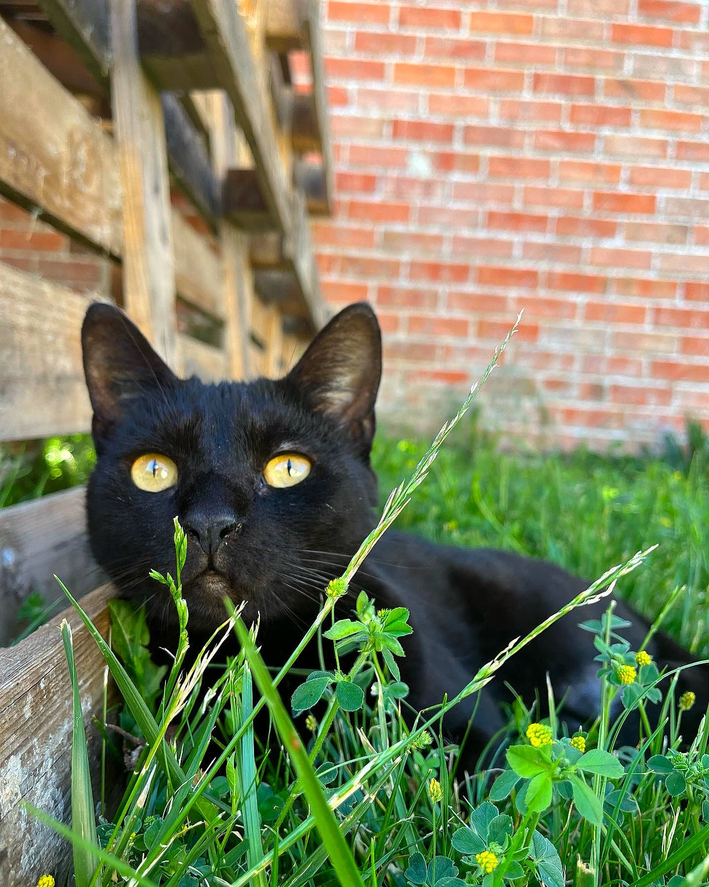 Princesse a rejoint le concours — aidez-le/la à gagner de superbes lots ! black_cat, bombay, brick, brickwork, carnivore, cat, domestic_short_haired_cat, felidae, flower, fur, grass, groundcover, lawn, plant, shrub, small_to_medium_sized_cats, snout, terrestrial_animal, tree, whiskers