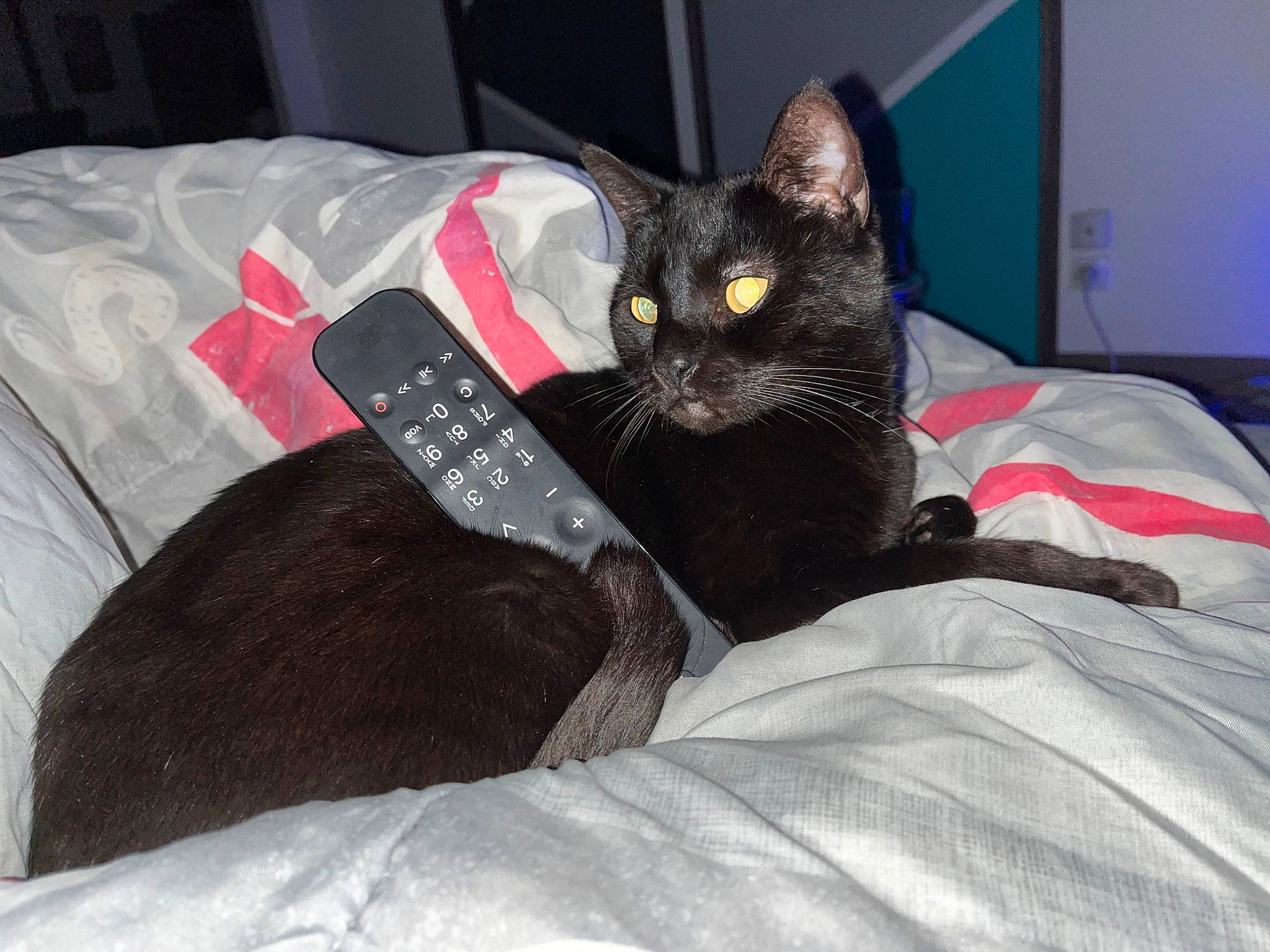 Princesse a rejoint le concours — aidez-le/la à gagner de superbes lots ! bag, bed, bedding, black_cat, bombay, carnivore, cat, cat_supply, comfort, domestic_short_haired_cat, felidae, fur, grey, linens, room, sitting, small_to_medium_sized_cats, snout, tail, whiskers