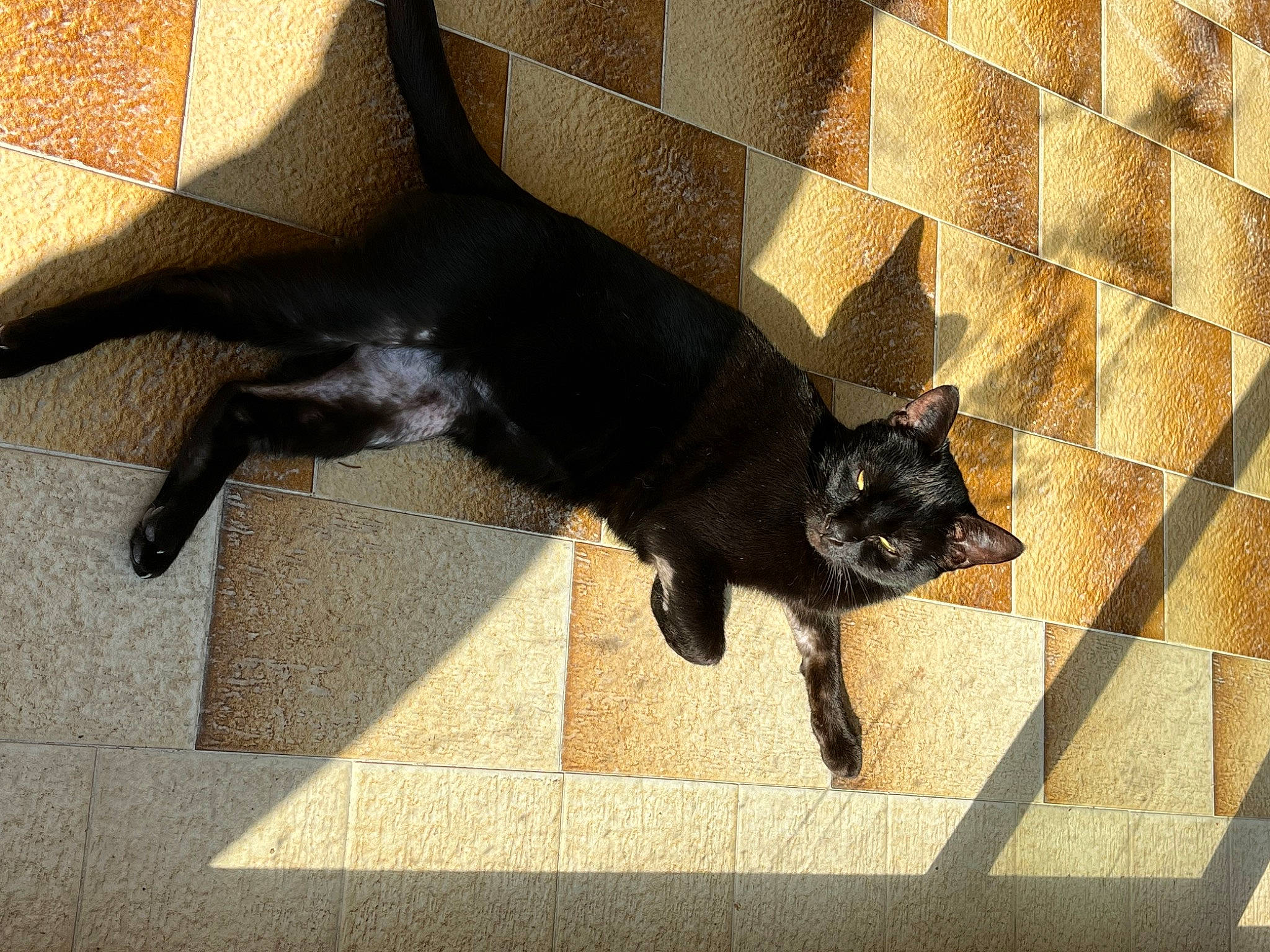 Princesse participe au concours pour gagner de l'argent avec cette photo : black_cat, bombay, carnivore, cat, claw, comfort, dog_breed, domestic_short_haired_cat, felidae, floor, flooring, fur, shadow, small_to_medium_sized_cats, snout, tail, terrestrial_animal, tints_and_shades, whiskers, wood