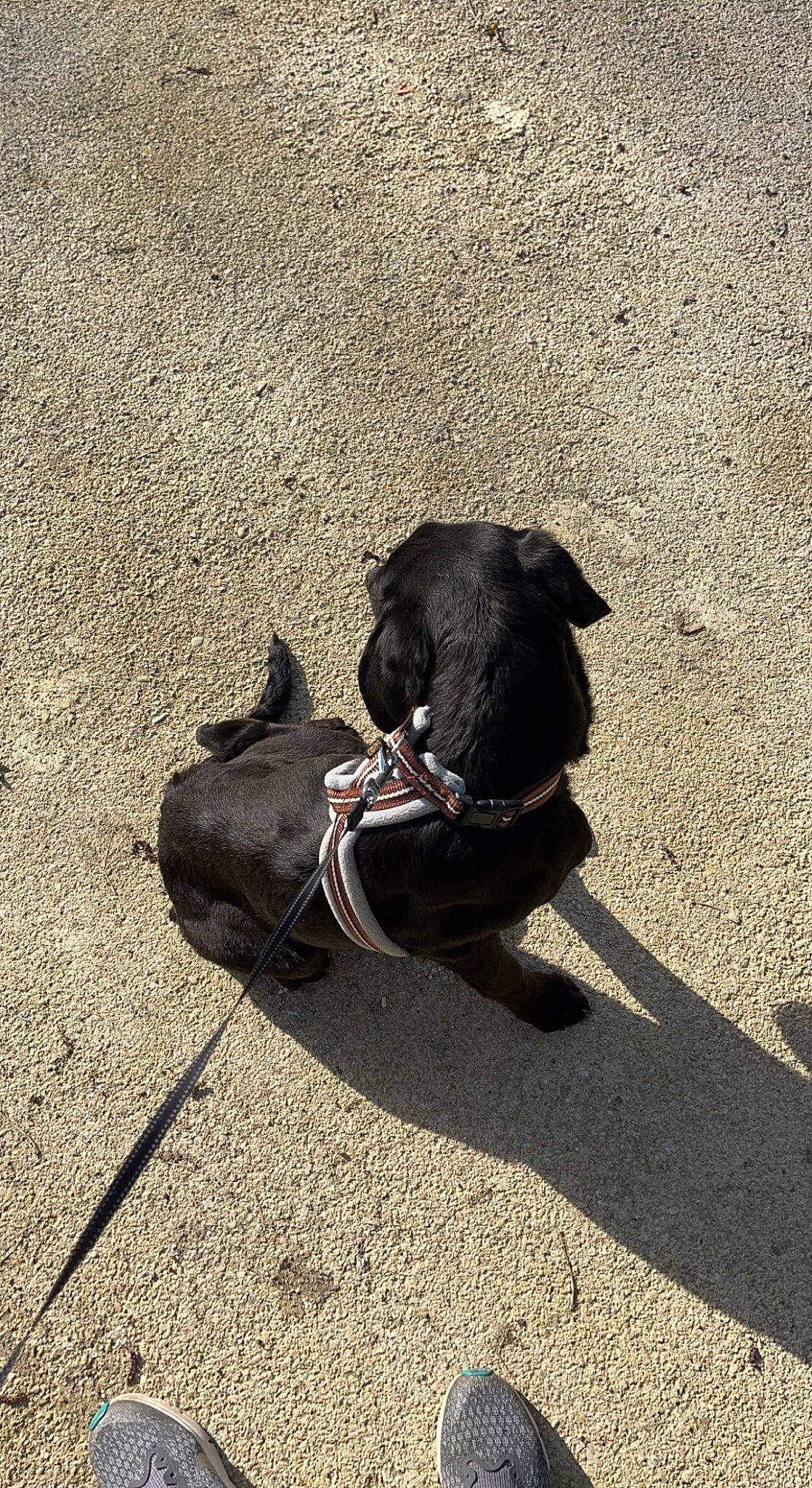 Pongo a rejoint le concours — aidez-le/la à gagner de superbes lots ! asphalt, canidae, carnivore, companion_dog, dog, dog_breed, fashion_accessory, foot, human_leg, leash, road_surface, shadow, sidewalk, snout, soil, sporting_group, tail, tar, tints_and_shades, working_animal