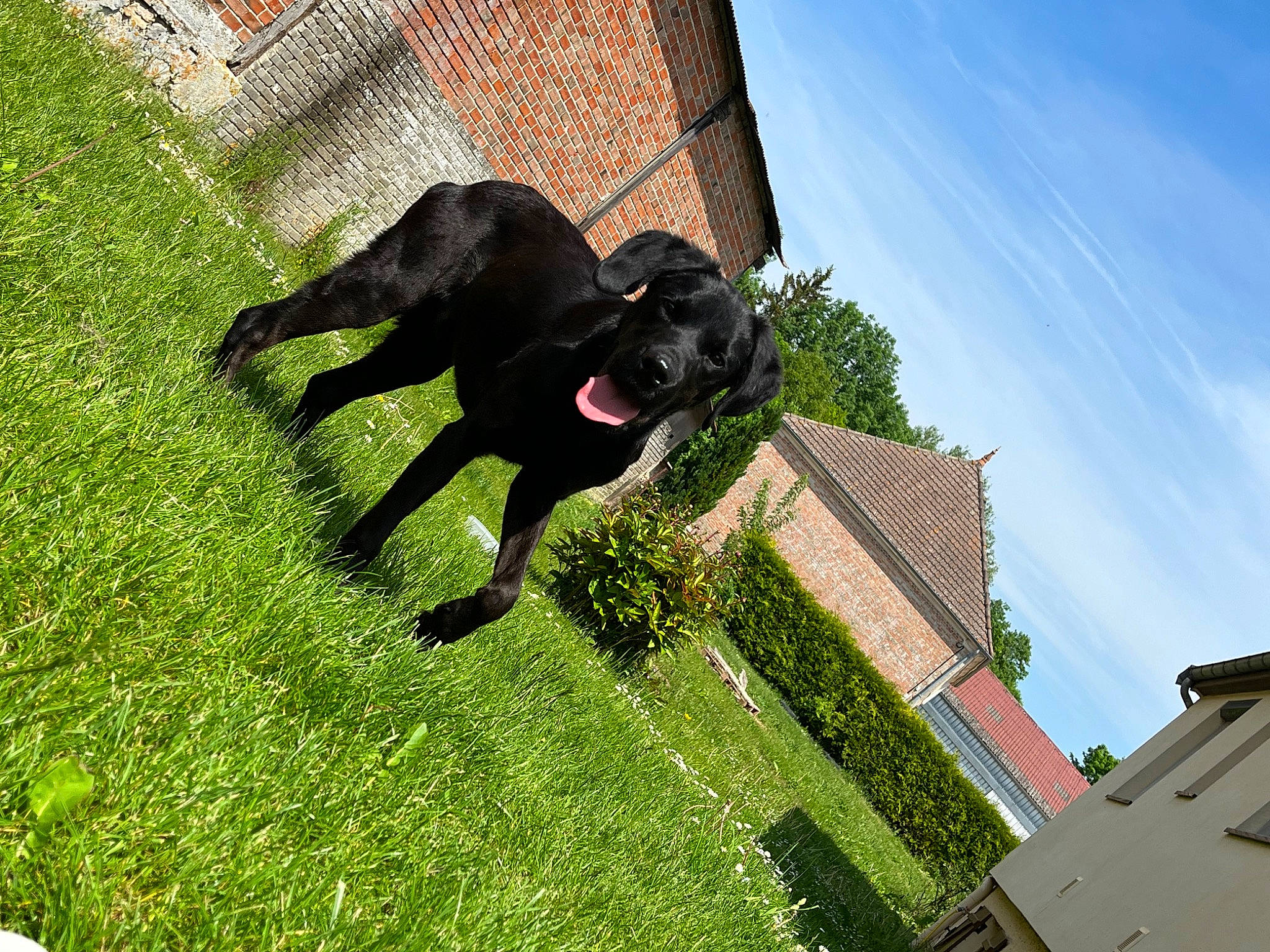 Pongo participe au concours pour gagner de l'argent avec cette photo : borador, building, carnivore, cloud, companion_dog, dog, dog_breed, dog_collar, fawn, grass, guard_dog, gun_dog, house, plant, shrub, sky, tail, tree, window, working_animal