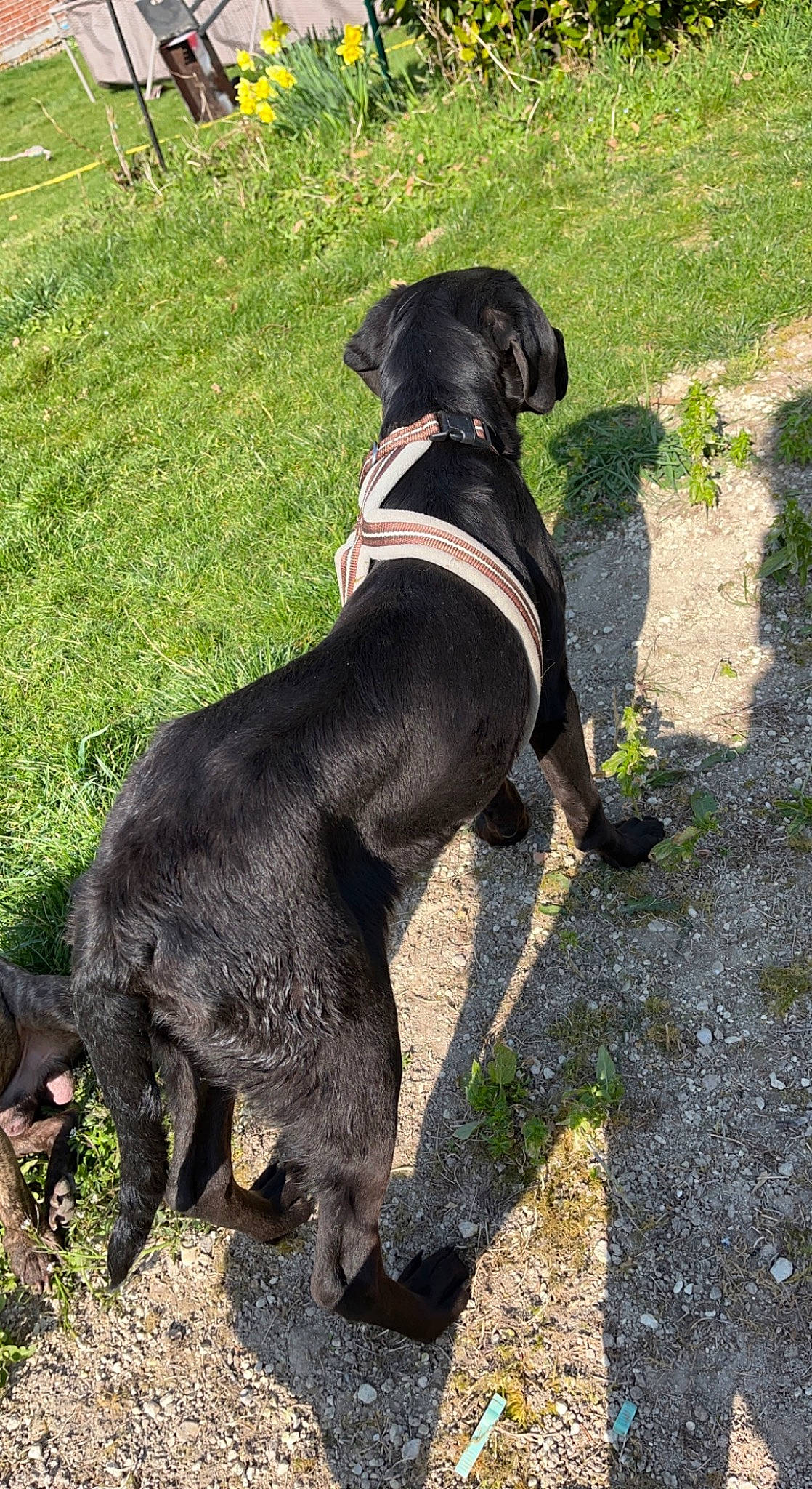 Pongo participe au concours pour gagner de l'argent avec cette photo : borador, canidae, carnivore, collar, companion_dog, dog, dog_breed, dog_collar, fur, grass, gun_dog, hunting_dog, leash, pet_supply, plant, snout, sporting_group, tail, terrestrial_animal, working_animal