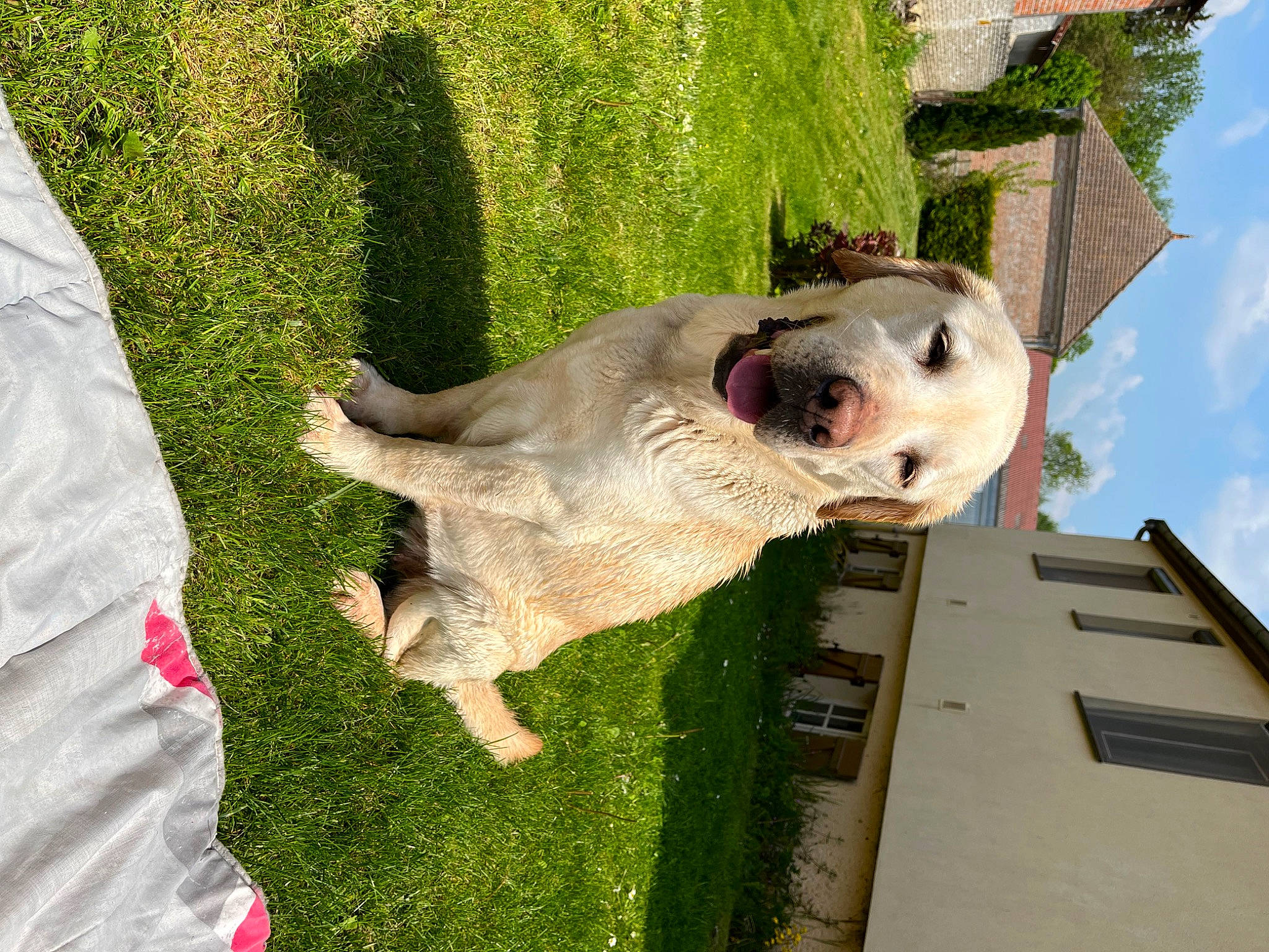 Bella a rejoint le concours — aidez-le/la à gagner de superbes lots ! building, canidae, carnivore, cloud, companion_dog, dog, dog_breed, fang, fawn, grass, house, plant, sky, snout, sporting_group, tail, terrestrial_animal, tree, window, working_animal