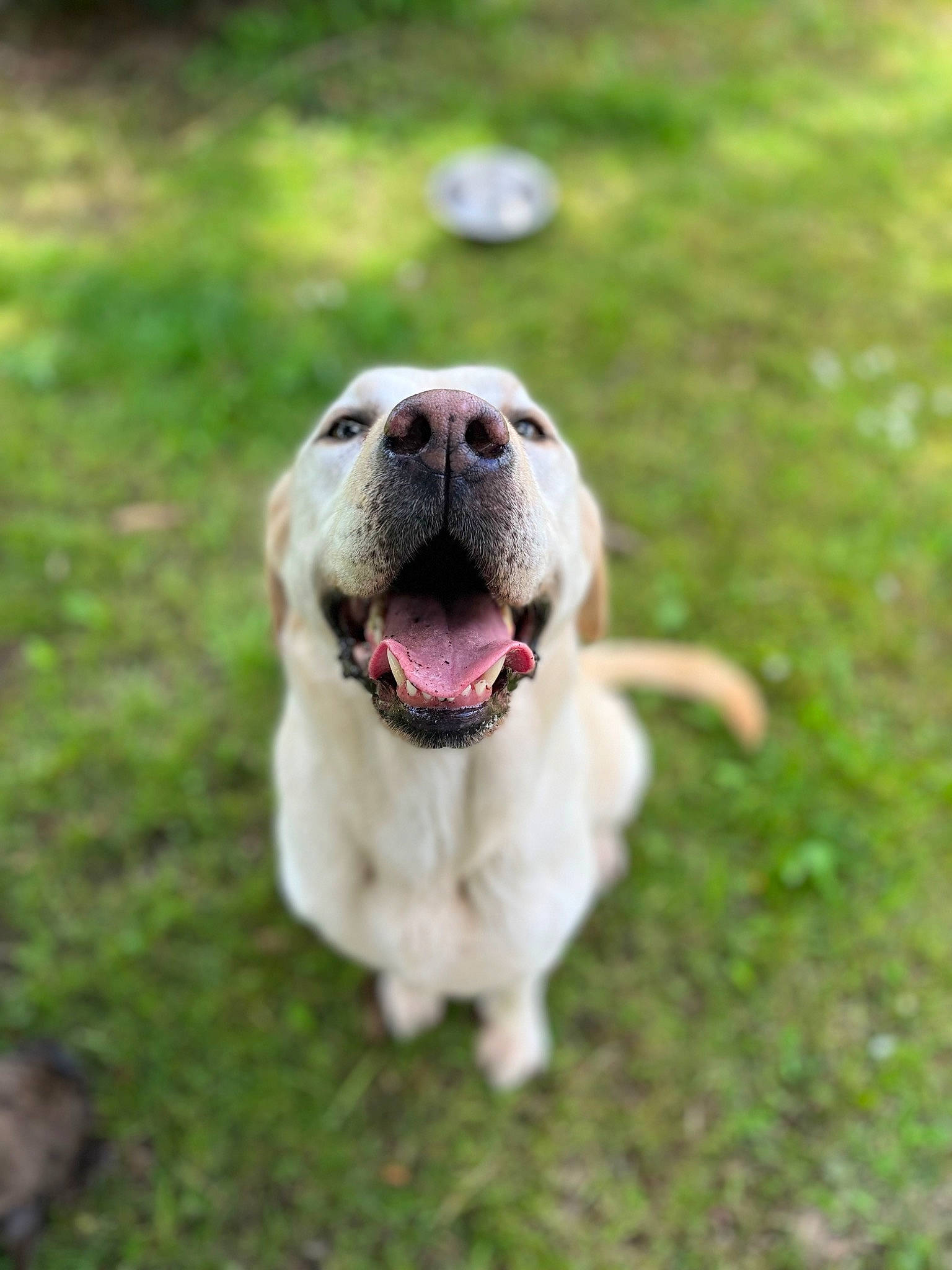 Bella a rejoint le concours — aidez-le/la à gagner de superbes lots ! ancient_dog_breeds, ball, carnivore, collar, companion_dog, dog, dog_breed, dog_collar, grass, labrador_retriever, non_sporting_group, plant, puppy, retriever, sports_toy, tail, terrestrial_animal, whiskers, working_animal, working_dog