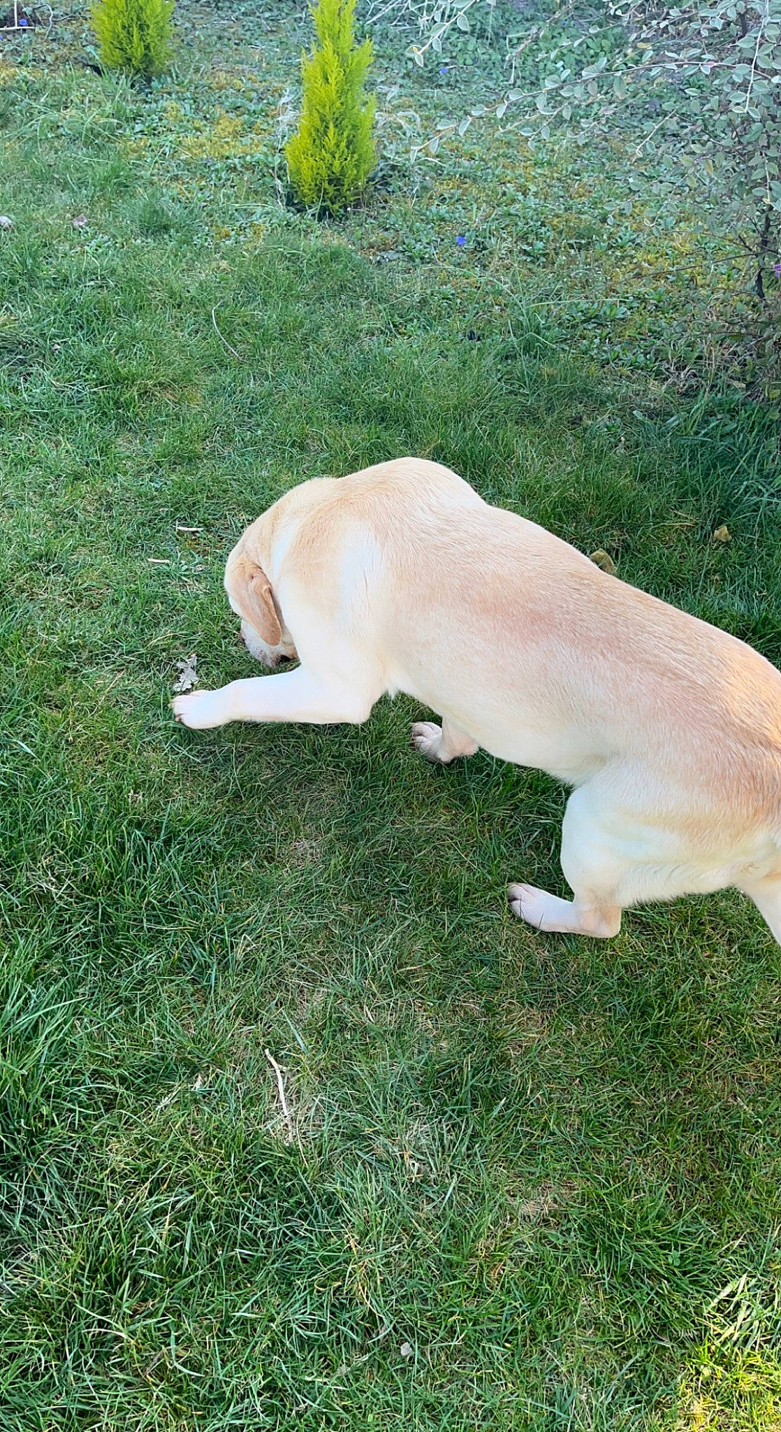 Bella participe au concours pour gagner de l'argent avec cette photo : canidae, carnivore, companion_dog, dog, dog_breed, fawn, grass, grassland, groundcover, pasture, paw, plant, retriever, snout, sporting_group, tail, terrestrial_animal, tree, wildlife, working_animal