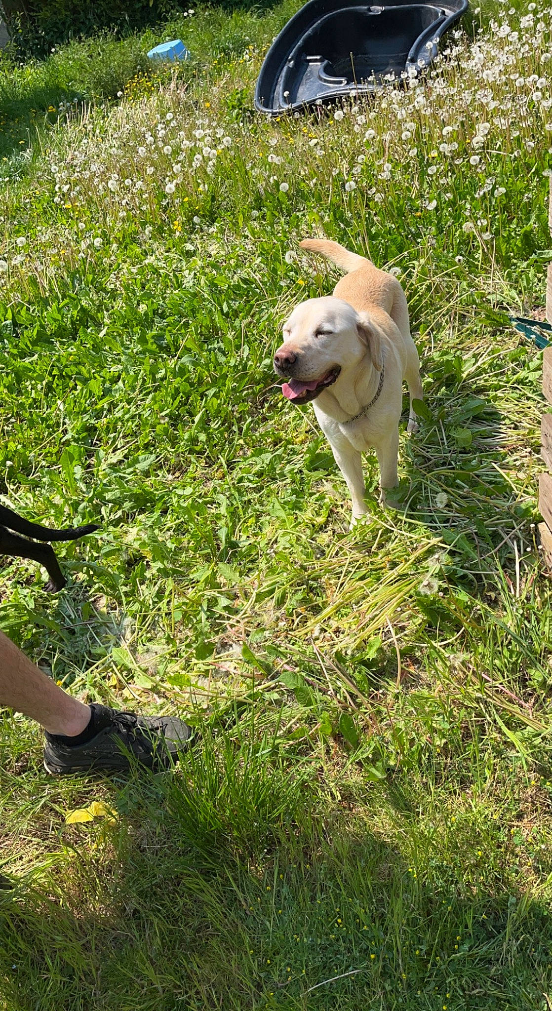 Bella participe au concours pour gagner de l'argent avec cette photo : ball, carnivore, companion_dog, dog, dog_breed, fawn, garden, grass, grassland, groundcover, pasture, people_in_nature, plant, sandal, shrub, snout, sporting_group, tail, tree, working_animal