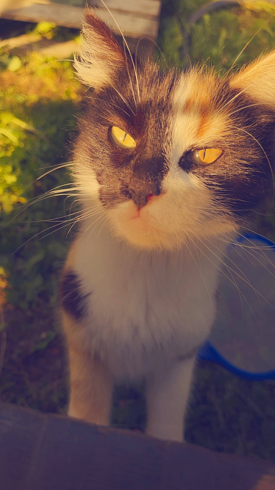 Ruby a rejoint le concours — aidez-le/la à gagner de superbes lots ! carnivore, cat, domestic_short_haired_cat, fawn, felidae, fur, grass, paw, plant, small_to_medium_sized_cats, snout, tail, terrestrial_animal, tints_and_shades, tree, whiskers, window