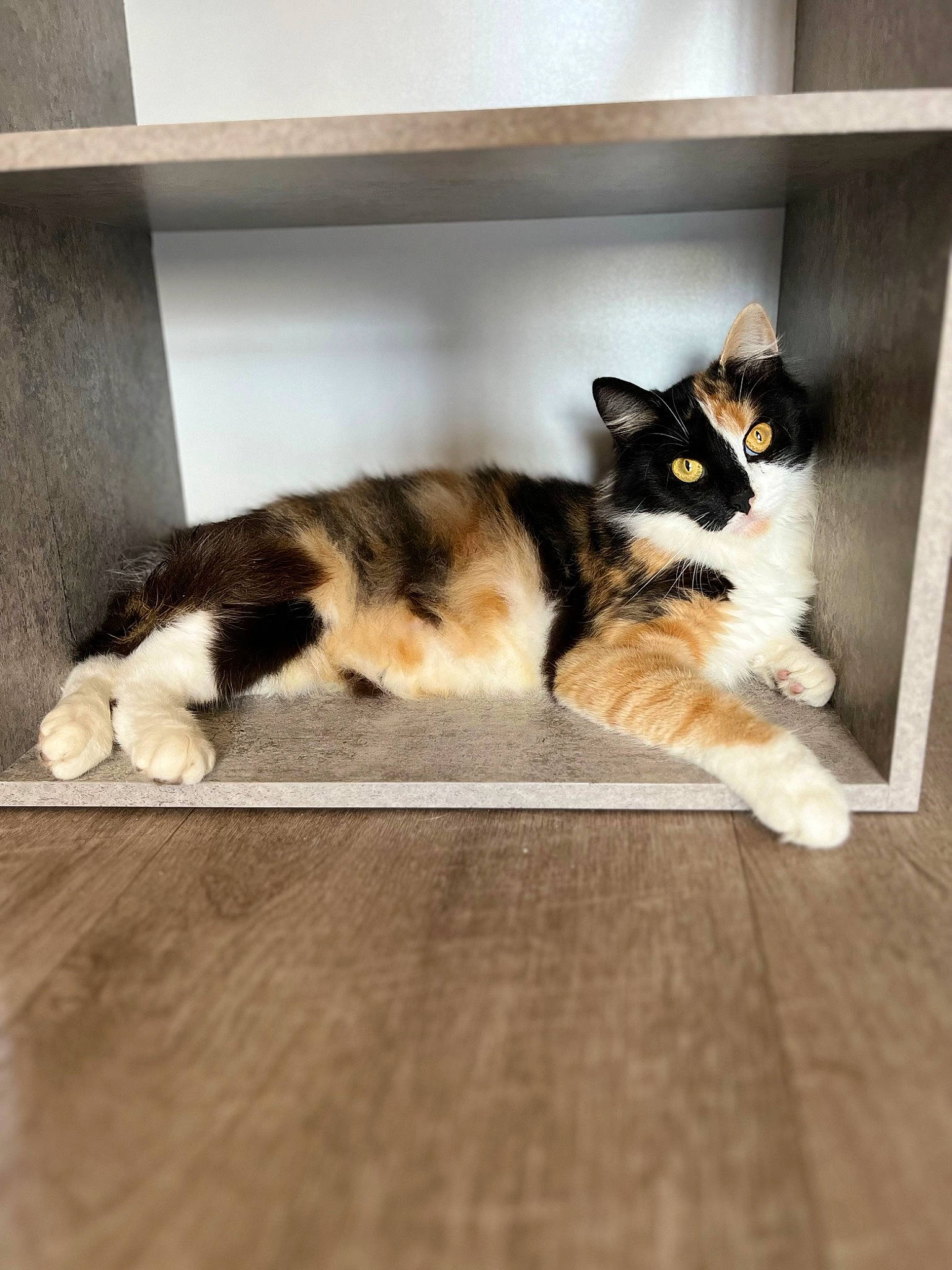 Ruby a rejoint le concours — aidez-le/la à gagner de superbes lots ! carnivore, cat, comfort, companion_dog, dog_breed, domestic_short_haired_cat, felidae, floor, flooring, fur, hardwood, laminate_flooring, room, small_to_medium_sized_cats, snout, tail, whiskers, wood, wood_flooring, wood_stain