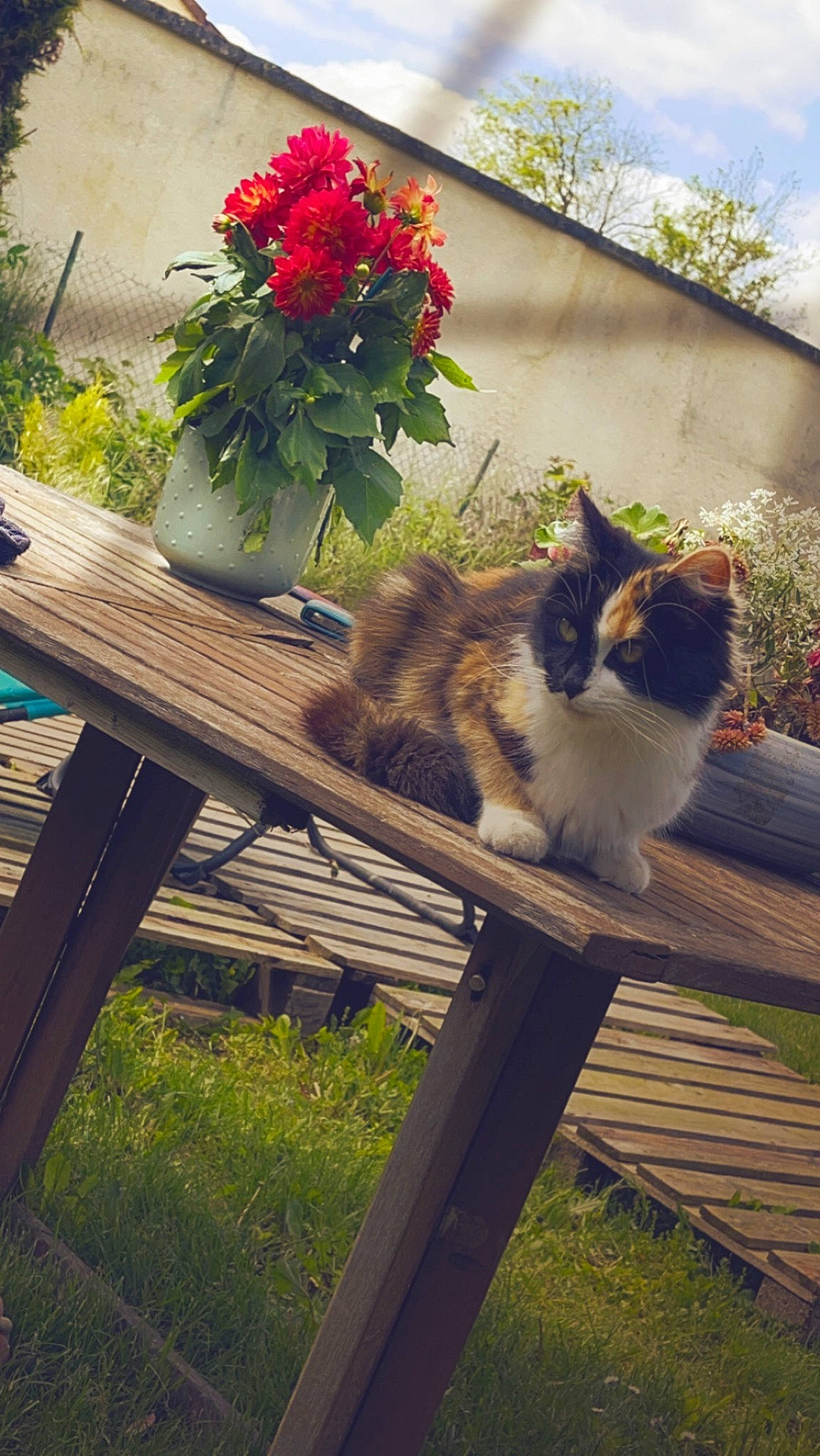 Ruby a rejoint le concours — aidez-le/la à gagner de superbes lots ! annual_plant, carnivore, cat, fawn, felidae, flower, garden, grass, morning, outdoor_bench, outdoor_furniture, petal, plant, shrub, sky, small_to_medium_sized_cats, tail, tree, whiskers, wood