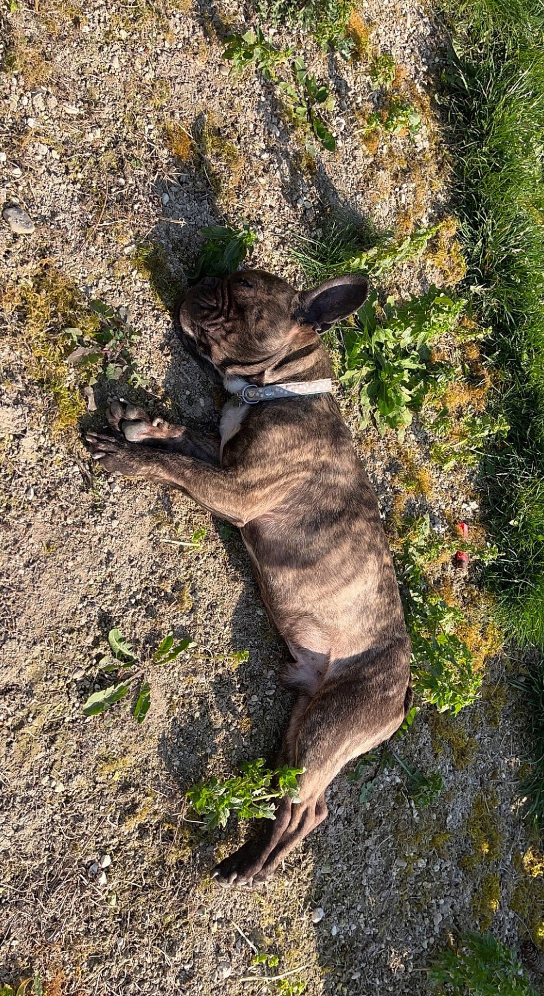 Lucky participe au concours pour gagner de l'argent avec cette photo : canidae, carnivore, cat, dog_breed, domestic_short_haired_cat, fawn, felidae, grass, plant, shadow, small_to_medium_sized_cats, snout, soil, sporting_group, tail, terrestrial_animal, tree, trunk, whiskers, wood