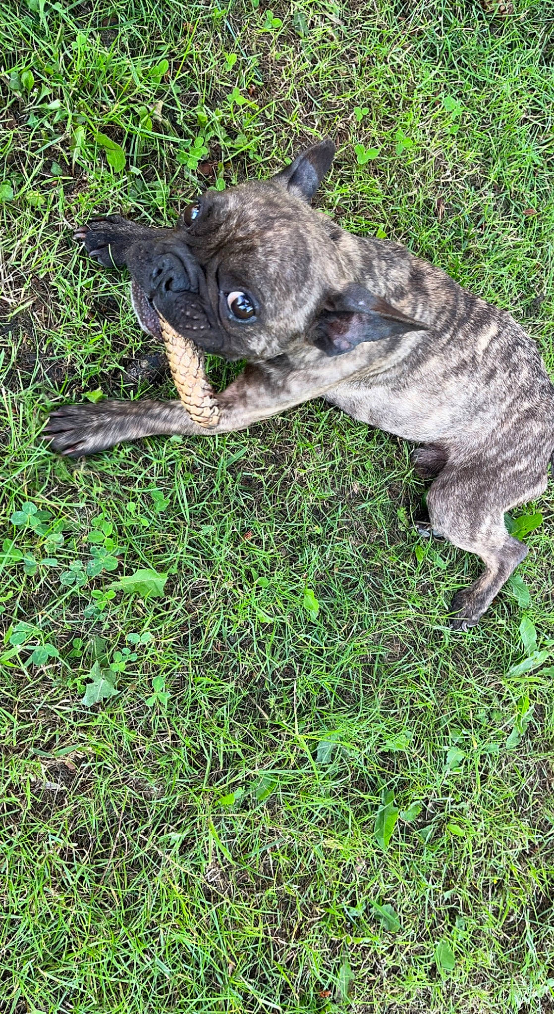 Lucky participe au concours pour gagner de l'argent avec cette photo : canidae, carnivore, companion_dog, dog, dog_breed, fawn, grass, groundcover, non_sporting_group, snout, sporting_group, tail, terrestrial_animal, working_animal