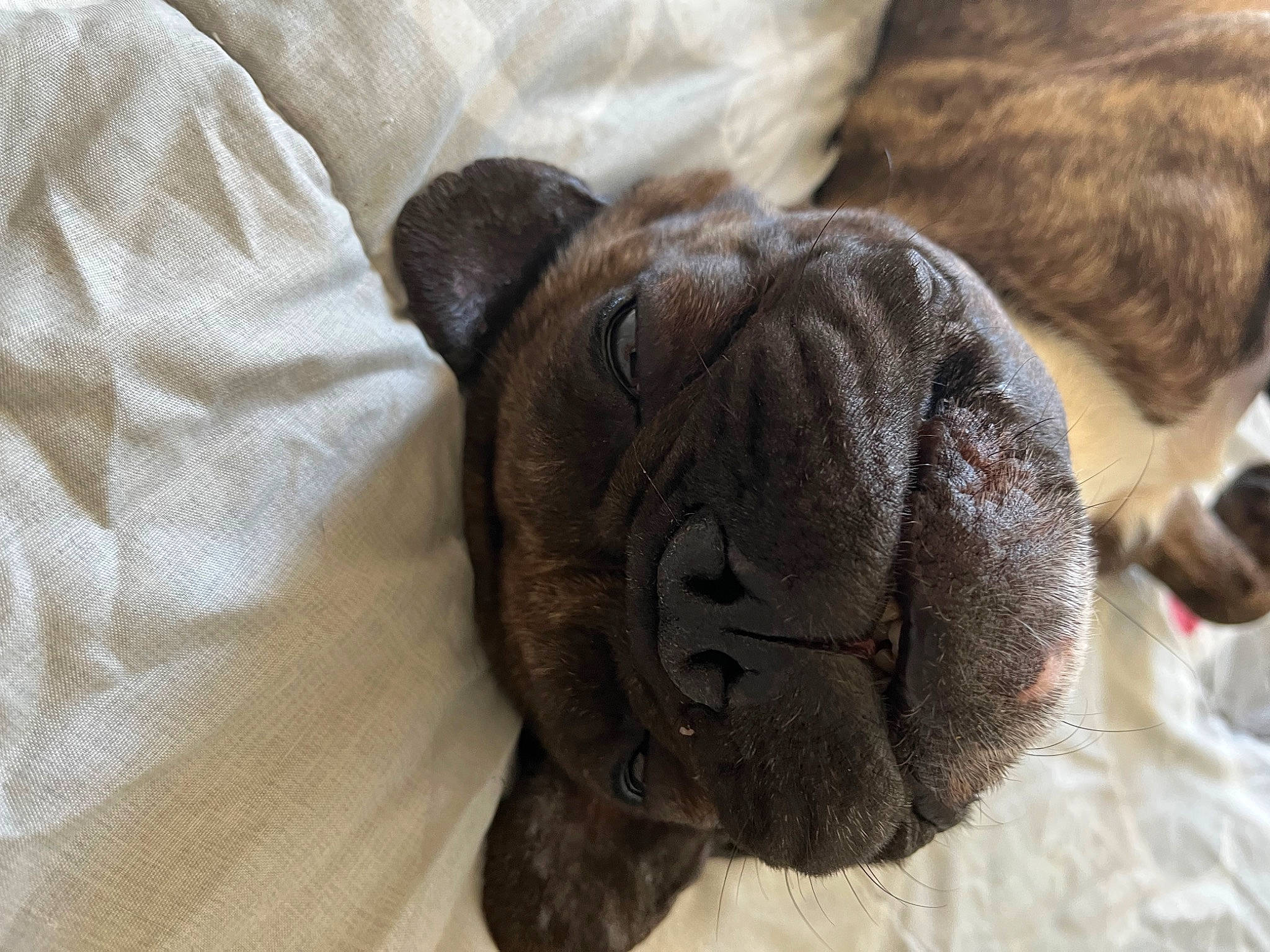 Lucky a rejoint le concours — aidez-le/la à gagner de superbes lots ! canidae, carnivore, comfort, companion_dog, dog, dog_breed, ear, fawn, felidae, fur, liver, small_to_medium_sized_cats, sporting_group, stuffed_toy, terrestrial_animal, toy, toy_dog, whiskers, working_animal, wrinkle