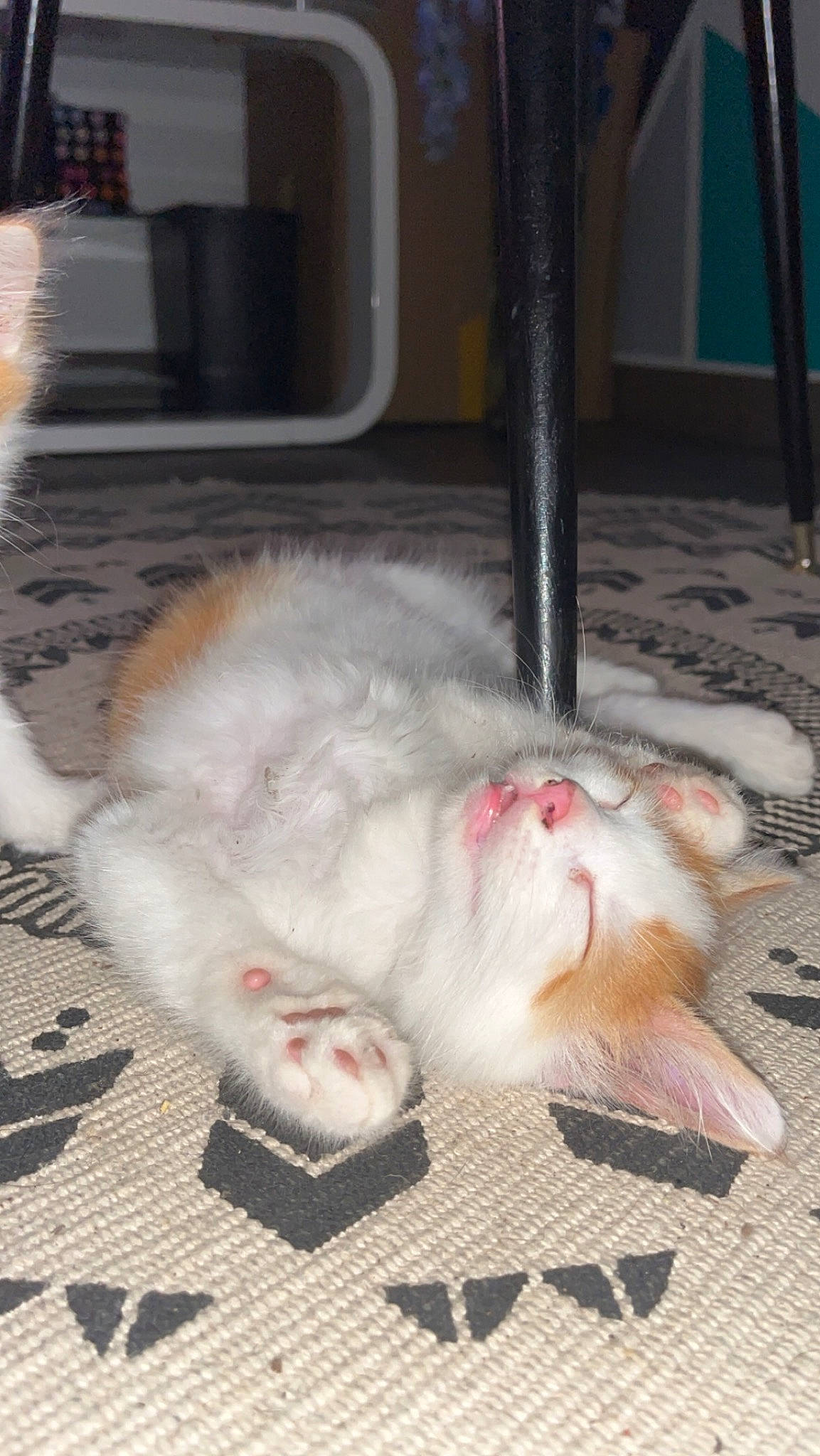 Oliver a rejoint le concours — aidez-le/la à gagner de superbes lots ! carnivore, cat, claw, domestic_short_haired_cat, fang, felidae, flooring, foot, fur, nap, paw, small_to_medium_sized_cats, snout, tail, whiskers