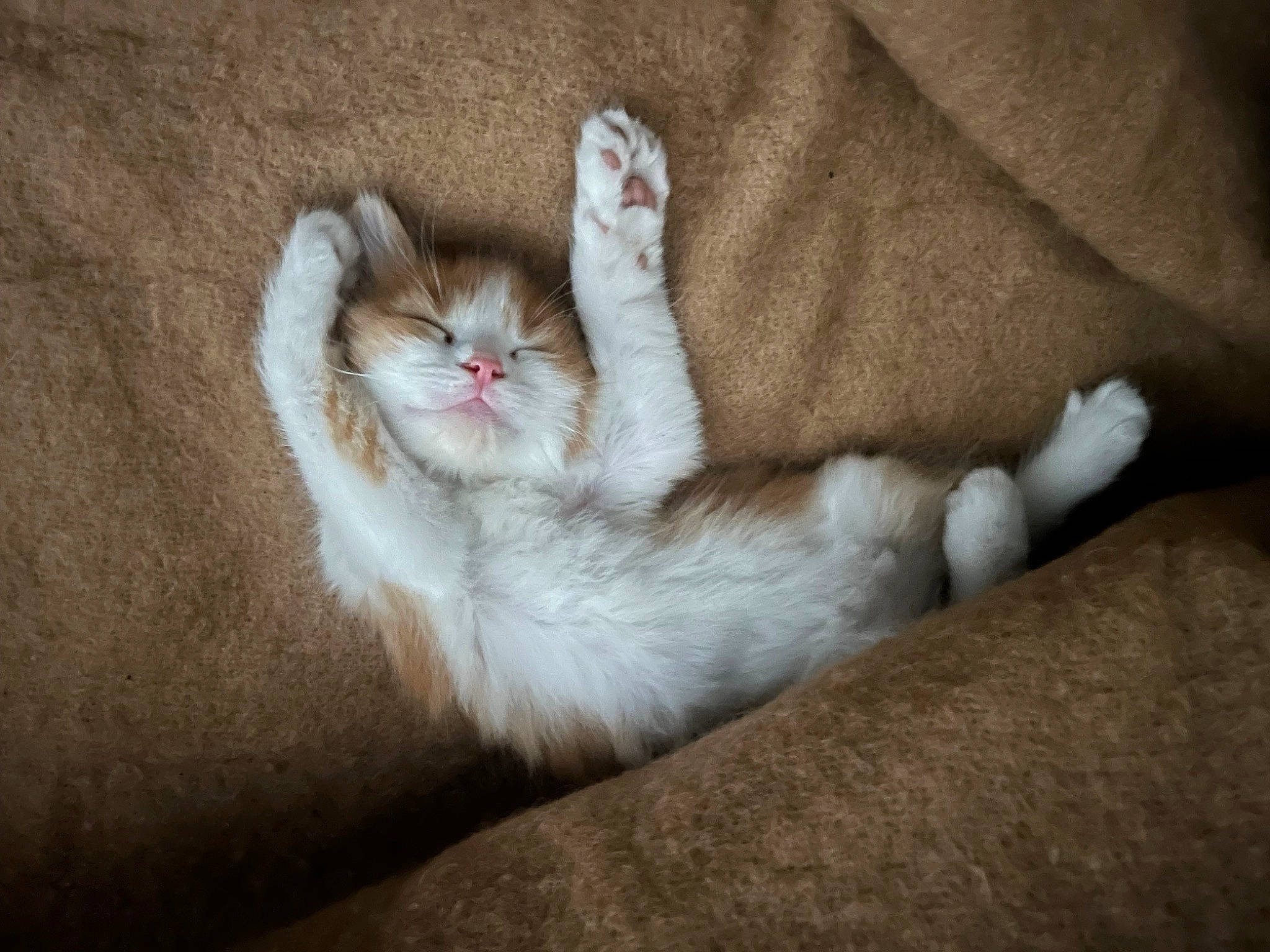 Oliver a rejoint le concours — aidez-le/la à gagner de superbes lots ! carnivore, cat, cat_bed, claw, comfort, domestic_short_haired_cat, fawn, felidae, foot, fur, nap, paw, sleep, small_to_medium_sized_cats, snout, tail, terrestrial_animal, toe, whiskers