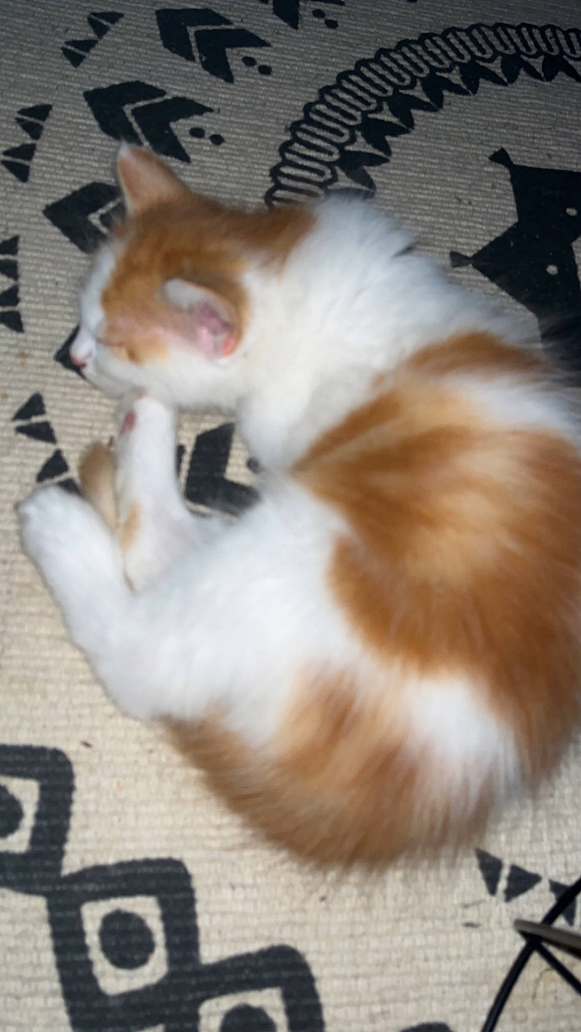 Oliver a rejoint le concours — aidez-le/la à gagner de superbes lots ! carnivore, cat, cat_supply, claw, companion_dog, domestic_short_haired_cat, fawn, felidae, flooring, fur, hardwood, paw, photo_caption, small_to_medium_sized_cats, snout, tail, whiskers