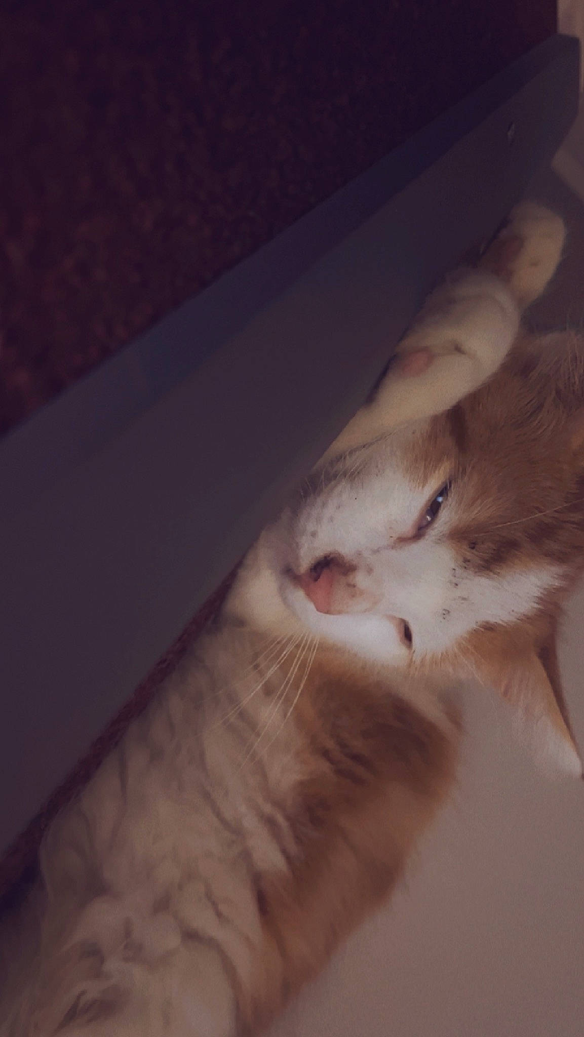 Oliver participe au concours pour gagner de l'argent avec cette photo : carnivore, cat, cloud, comfort, darkness, domestic_short_haired_cat, eyelash, fawn, felidae, fur, gesture, hardwood, human_leg, nail, paw, small_to_medium_sized_cats, snout, tail, whiskers, wood