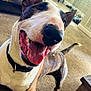 Porkchop joined the competition — help win amazing prizes! dog, brindle, white, smiling, tongue_out, indoor, carpet, furniture, table, collar, pet, happy, canine, living_room, cheerful, closeup, ears_up, tail, playful, domestic_animal