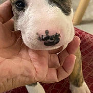 Porkchop joined the competition — help win amazing prizes! puppy, dog, close_up, face, nose, paw, hand, pet, cute, brown, white, black_spot, animal, indoor, curious, young, furry, texture, red_surface, domestic
