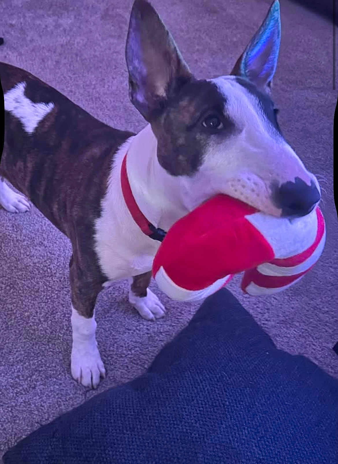 Porkchop is registered to the contest to win money with this photo: dog, pet, toy, carpet, indoor, playful, collar, animal, brown_and_white, ears, snout, paw, fur, home, cushion, red, white, standing, cute, companion