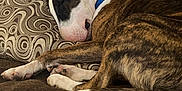 Porkchop joined the competition — help win amazing prizes! dog, sleeping, brindle, collar, couch, pillow, indoor, resting, brown, comfort, pet, canine, relaxation, fur, animal, home, cozy, closeup, peaceful, nap