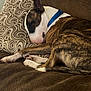 dog, sleeping, brindle, collar, couch, pillow, indoor, resting, brown, comfort, pet, canine, relaxation, fur, animal, home, cozy, closeup, peaceful, nap