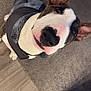 Porkchop is registered to the contest to win money with this photo: dog, pet, indoor, carpet, floor, jacket, curious, close_up, brown, white, black, ears, animal, canine, looking_up, coat, house, flooring, texture, domestic