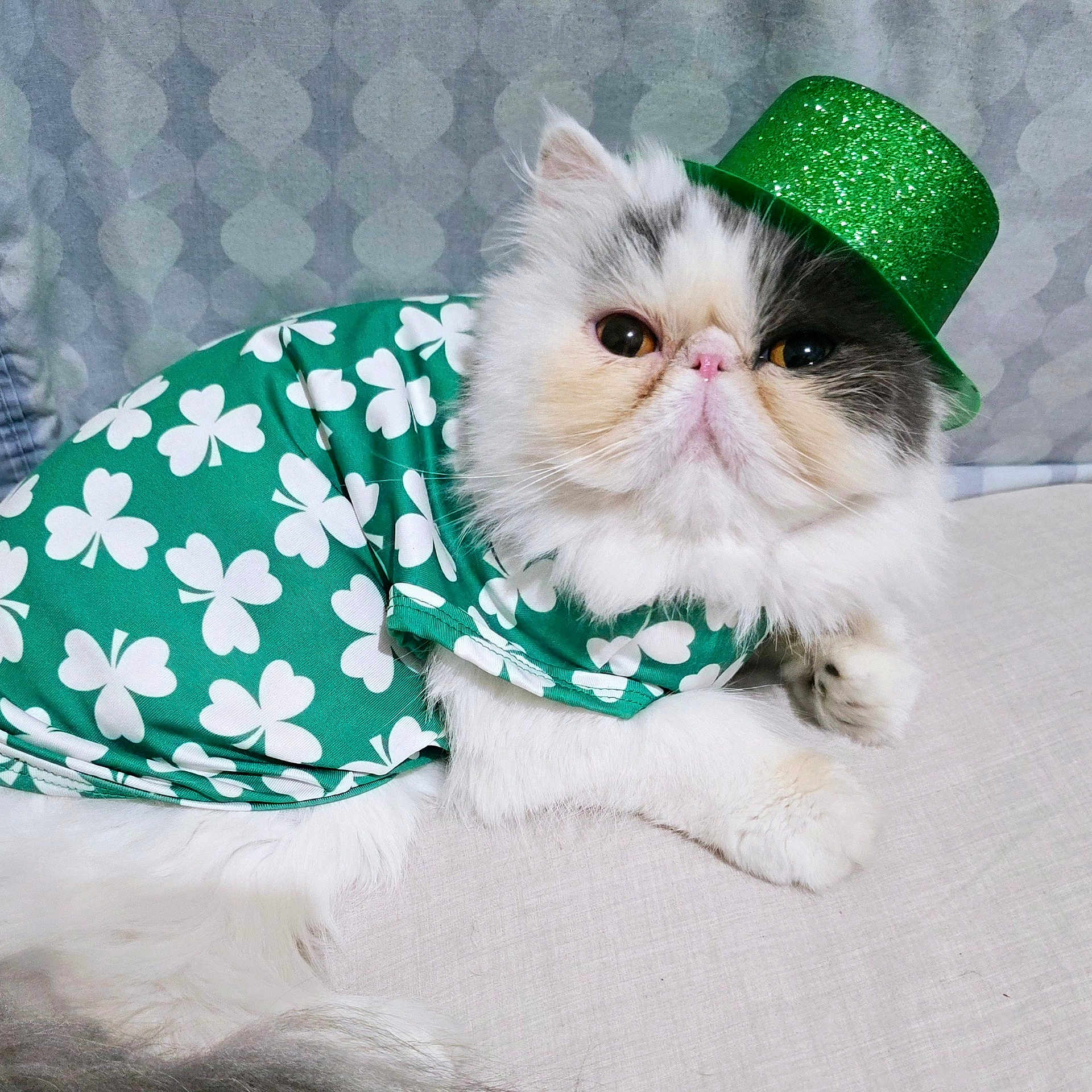 Luna is registered to the contest to win money with this photo: adorable, animal, cat, closeup, costume, cute, domestic, fabric, feline, fluffy, green_hat, green_outfit, indoor, pattern, pet, portrait, resting, shamrocks, small_hat, white