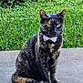 cat, tortoiseshell_cat, bow_tie, pet, animal, outdoor, grass, greenery, sitting, concrete, feline, cute, domestic_animal, nature, fur, whiskers, ears, tail, eyes, portrait