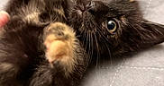 Suzy joined the competition — help win amazing prizes! adorable, animal, cat, closeup, curious, cute, feline, fur, indoor, kitten, paw, pet, playful, quilt, resting, small, soft, tortoiseshell, whiskers, young