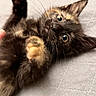 adorable, animal, cat, closeup, curious, cute, feline, fur, indoor, kitten, paw, pet, playful, quilt, resting, small, soft, tortoiseshell, whiskers, young