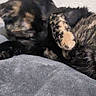 Suzy joined the competition — help win amazing prizes! animal, black, blanket, cat, closeup, cozy, cute, feline, fur, gray, indoor, orange, paw, pet, resting, sleeping, soft, tortoiseshell, wall, whiskers