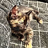 Suzy is registered to the contest to win money with this photo: animal, blanket, cat, closeup, cozy, curious, cute, feline, fur, gray, indoor, kitten, pattern, paws, pet, relaxed, small, tortoiseshell, whiskers, young