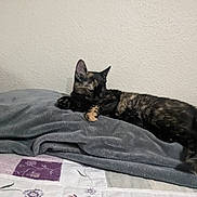 Suzy is registered to the contest to win money with this photo: animal, bed, blanket, cat, cozy, domestic, feline, floral_pattern, fur, indoor, paw, quilt, relaxing, resting, sleeping, soft, tail, texture, tortoiseshell, wall