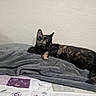 animal, bed, blanket, cat, cozy, domestic, feline, floral_pattern, fur, indoor, paw, quilt, relaxing, resting, sleeping, soft, tail, texture, tortoiseshell, wall